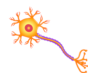 Img_Neurona2 Img_Neurona2