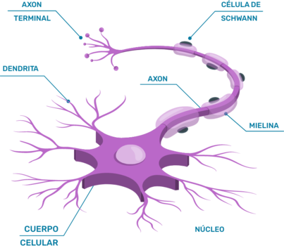 Img_Neurona Img_Neurona
