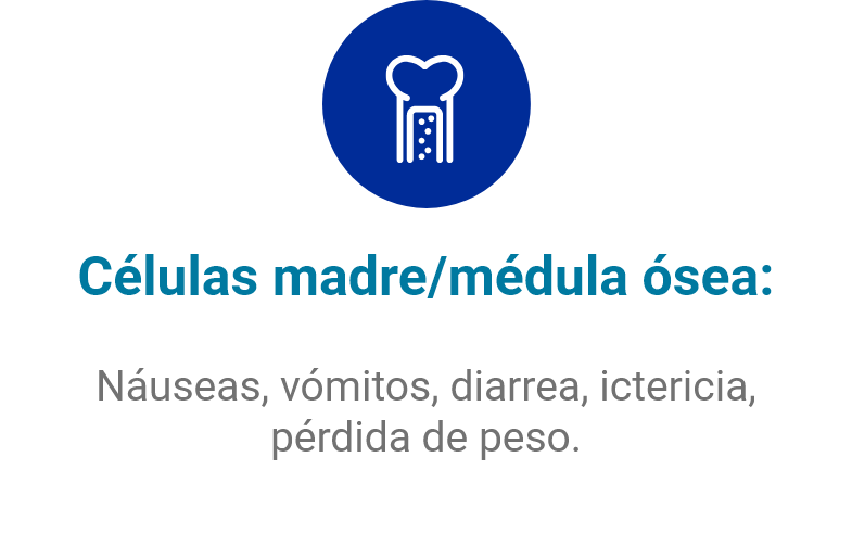 médula ósea