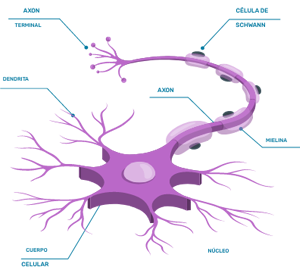Img_Neurona Img_Neurona