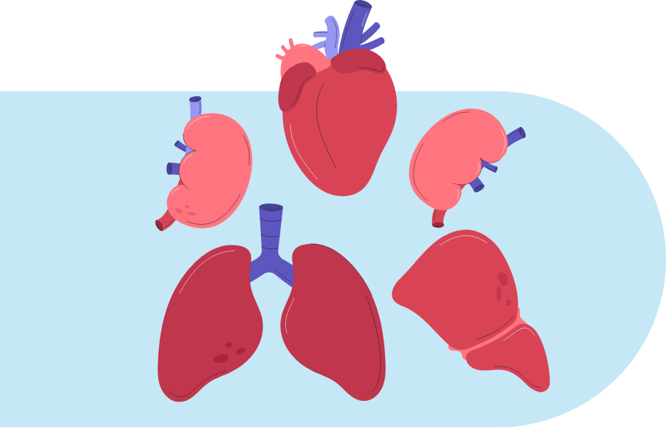 Tipos de organos que se pueden donar